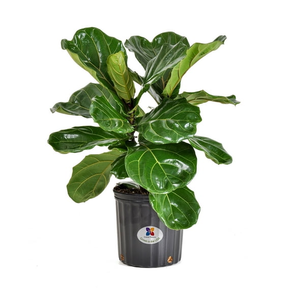 United Nursery Live Fiddle Leaf Fig Ficus Lyrata in 10 inch Grower Pot, Requires Indirect Light