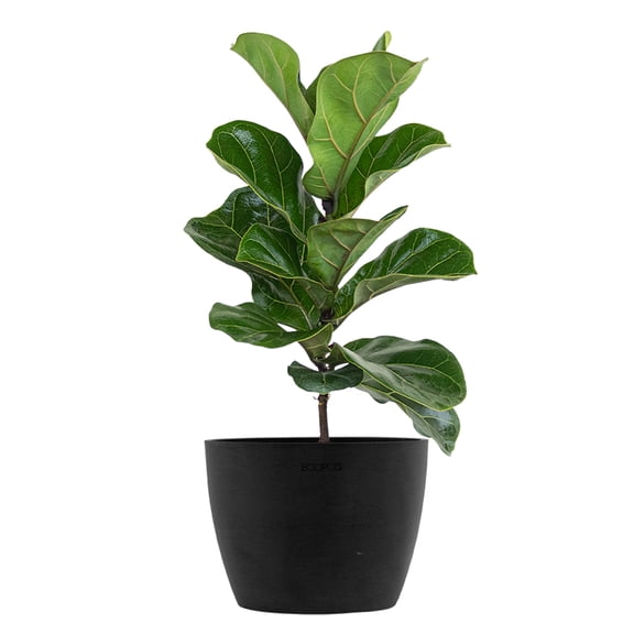 United Nursery Live Fiddle Leaf Fig Houseplant 12-14in Tall in 6-inch Premium Ecopots Dark Gray