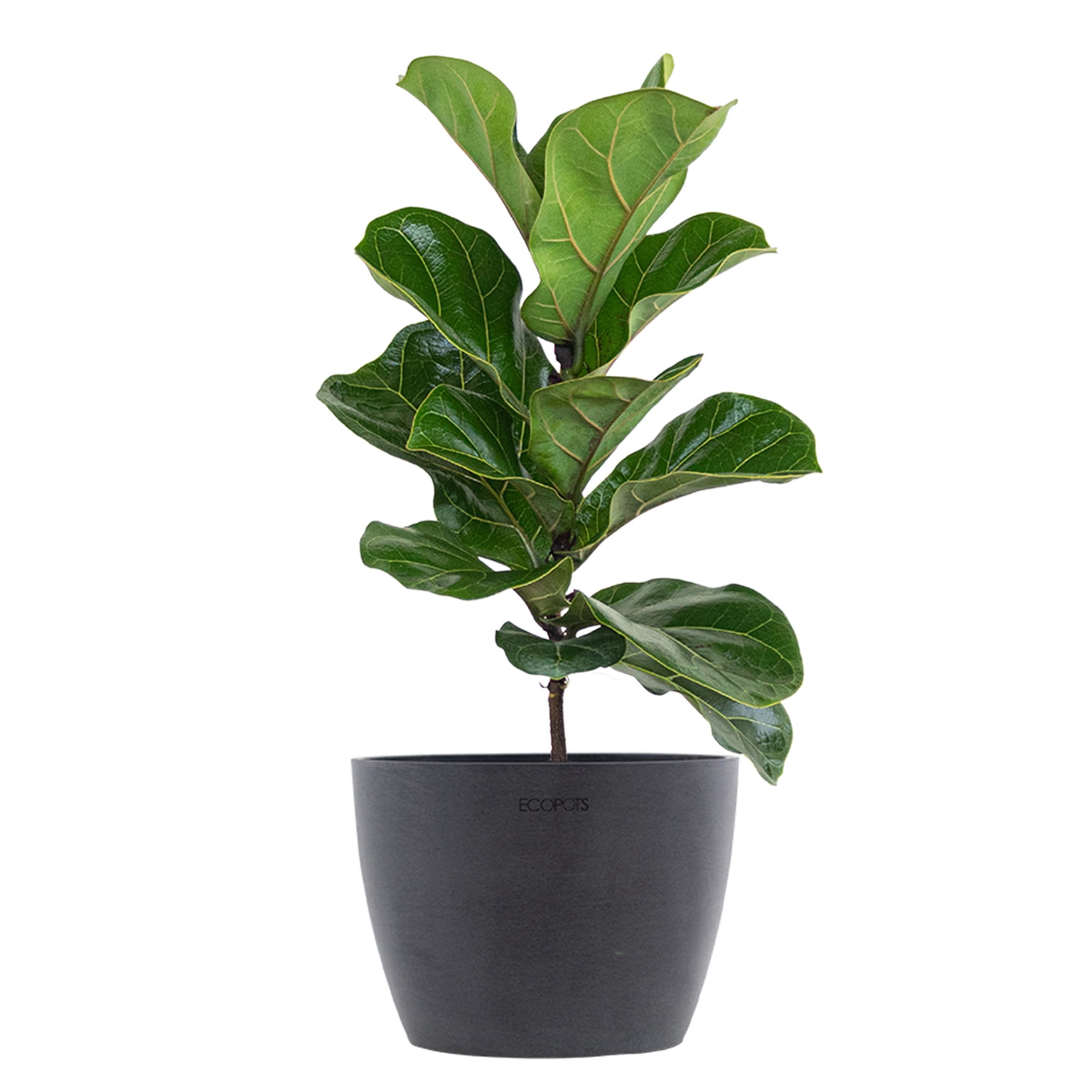 United Nursery Live Fiddle Leaf Fig Houseplant 12-14in Tall in 6-inch Premium Ecopots Gray