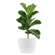 United Nursery Live Fiddle Leaf Fig Houseplant 12-14in Tall in 6 inch Premium Ecopots Pure White