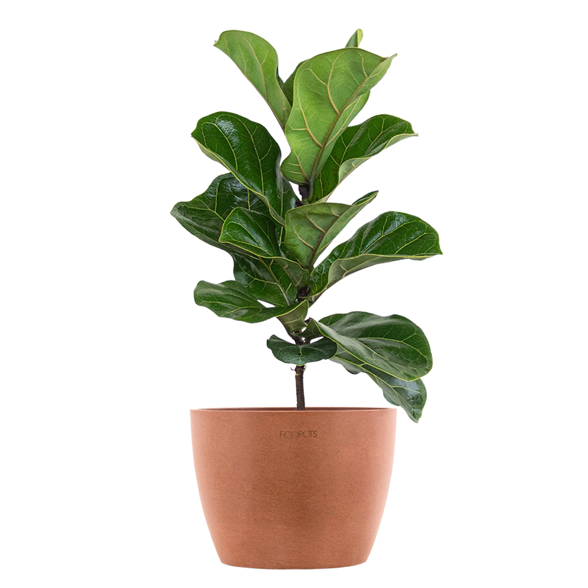 United Nursery Live Fiddle Leaf Fig Houseplant 12-14in Tall in 6-inch Premium Ecopots Terracotta