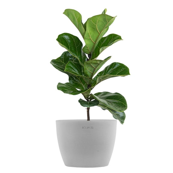 United Nursery Live Fiddle Leaf Fig Houseplant 12-14in Tall in 6-inch Premium Ecopots White Gray