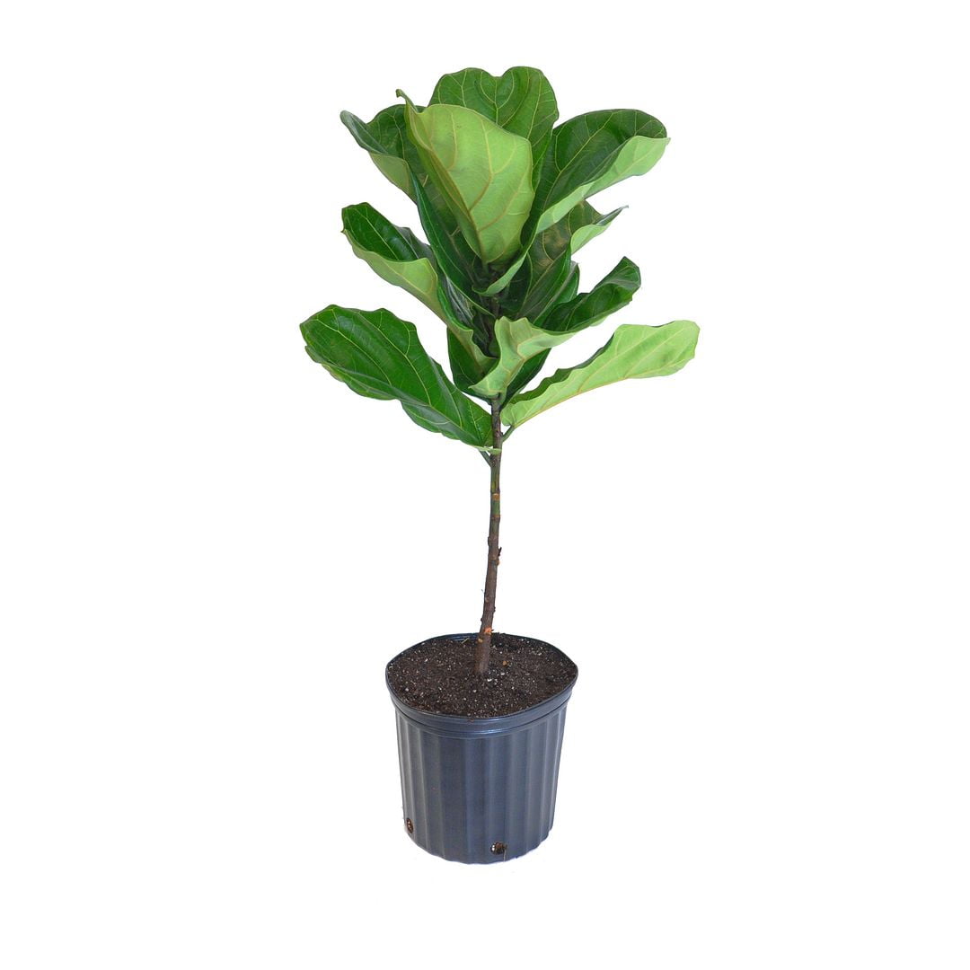 United Nursery Live Fiddle Leaf Fig Standard 26in. Tall Tropical Plant in 10-inch Grower Pot