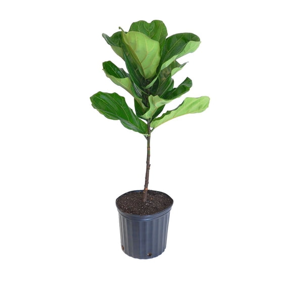 United Nursery Live Fiddle Leaf Fig Standard 26in. Tall Tropical Plant in 10-inch Grower Pot