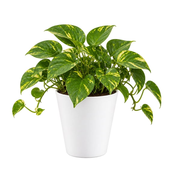 United Nursery Live Golden Pothos 7-11 inches Tall in White Decorative Pot