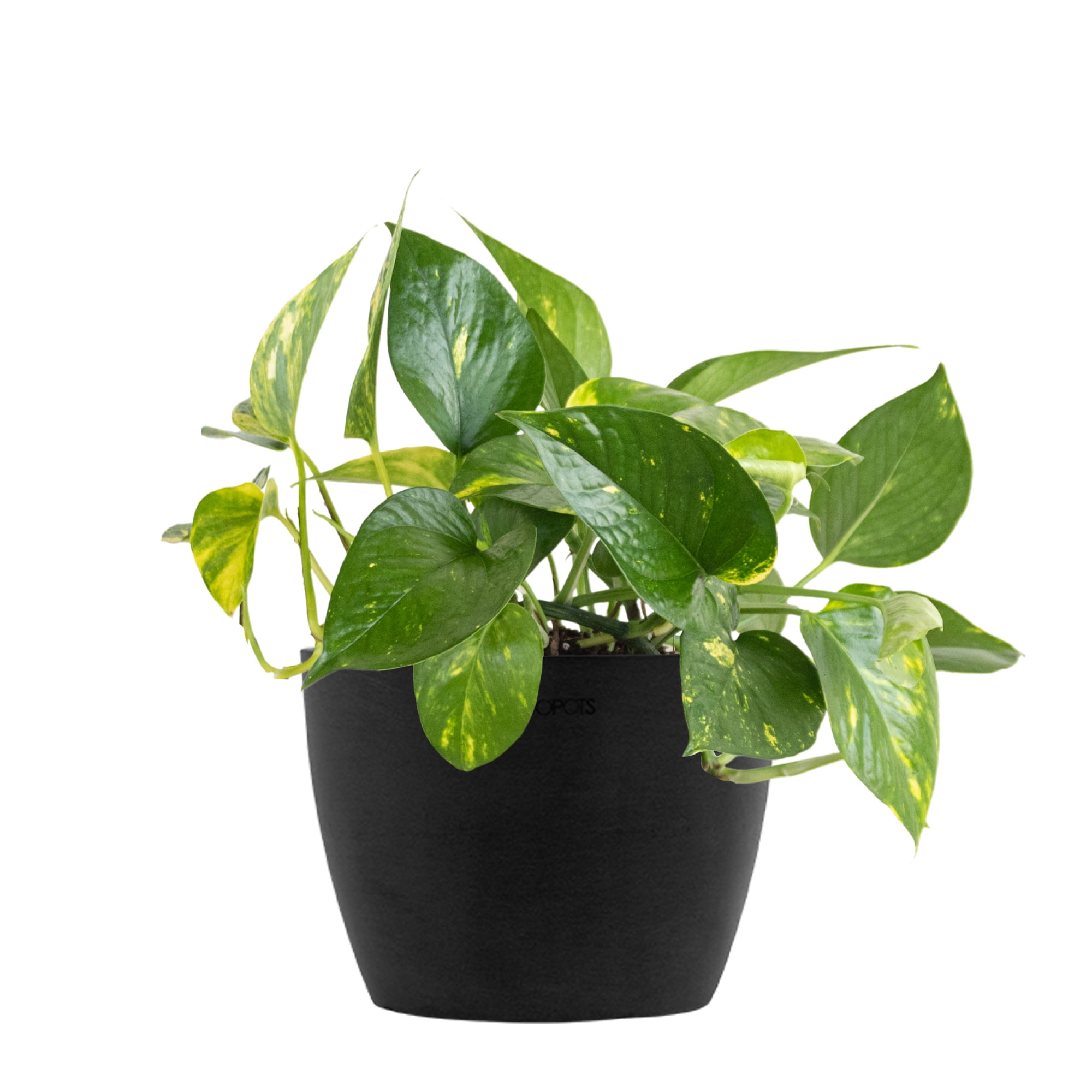 United Nursery Live Golden Pothos Houseplant 12-14in Tall in 6-inch Premium Ecopots Dark Gray