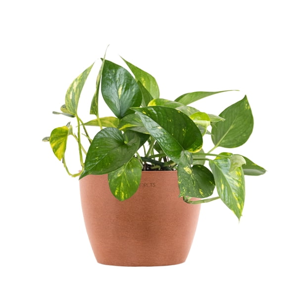 United Nursery Live Golden Pothos Houseplant 12-14in Tall in 6-inch Premium Ecopots Terracotta