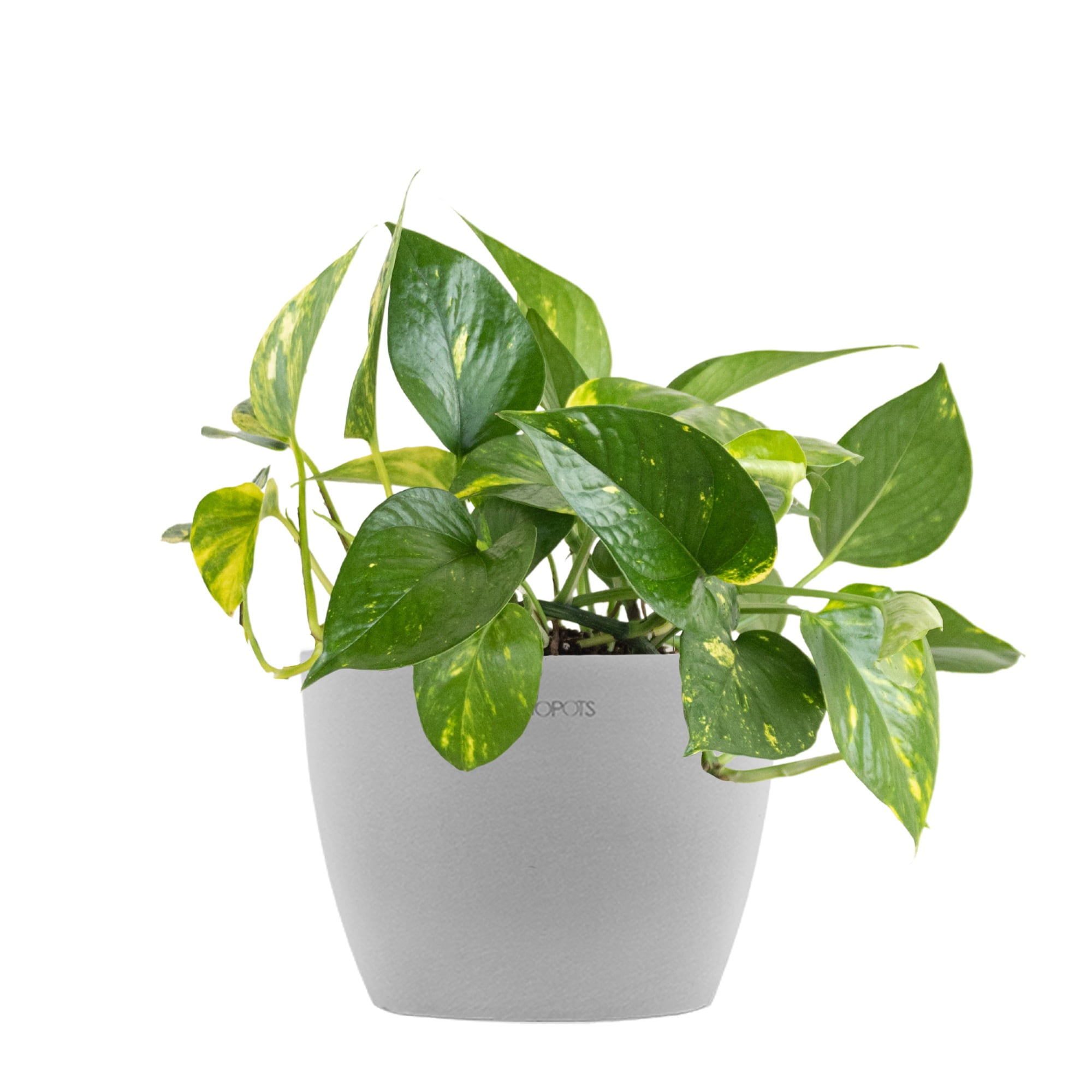 United Nursery Live Golden Pothos Houseplant 12-14in Tall in 6-inch Premium Ecopots White Gray