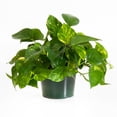 thumbnail image 1 of United Nursery Live Golden Pothos Plant 8-12 inches Tall in 6 inch Grower Pot, Low Indirect Light, 1 of 11