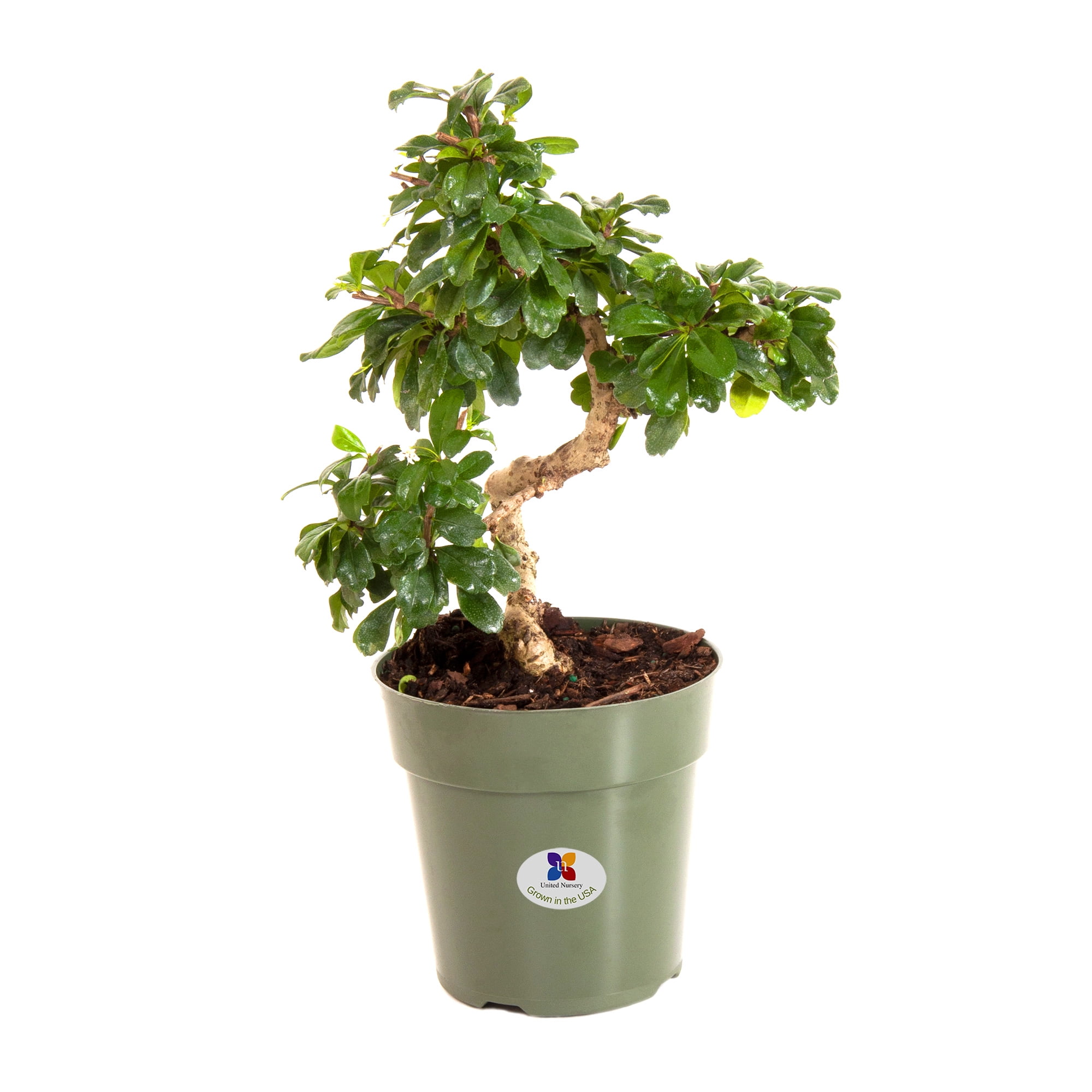 United Nursery Live Green Fukien Tea Bonsai Plant 14-18 inches