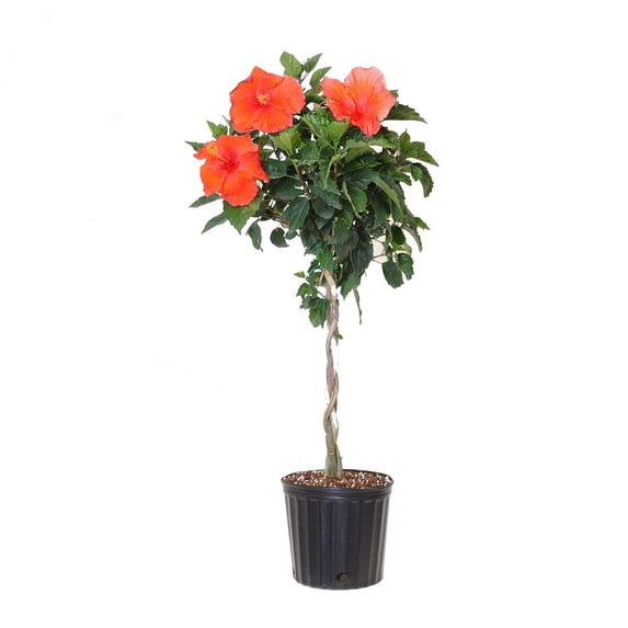United Nursery Live Hibiscus Braided Red Plant 42-48 inches Tall in 9.25-inch Grower Pot
