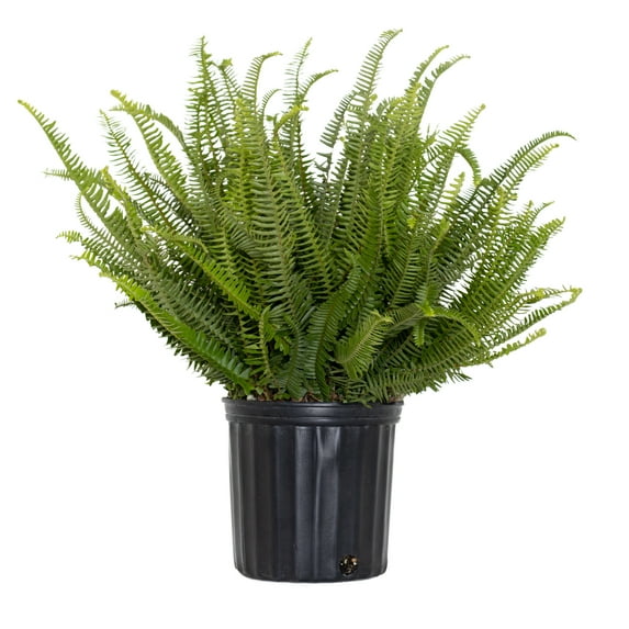 United Nursery Live Kimberly Fern Indoor Green Houseplant 24in Tall in 10-inch Grower Pot