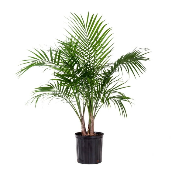 United Nursery Live Majesty Palm Indoor and Outdoor in 10 inch Grower Pot, Requires Medium to Bright Light