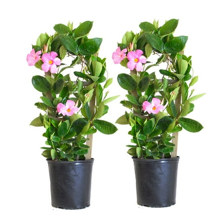 United Nursery Live Mandevilla Trellis Pink Plant 2-Pack 28-30 inches Tall in 9.25-inch Grower Pot