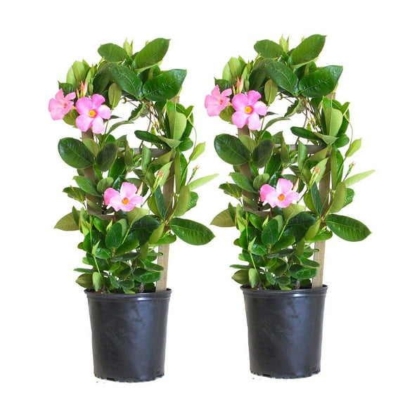 United Nursery Live Mandevilla Trellis Pink Plant 2-Pack 28-30 inches Tall in 9.25-inch Grower Pot
