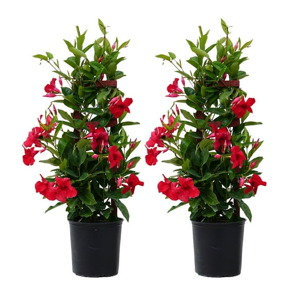 United Nursery Live Mandevilla Trellis Red Plant 2-Pack 28-30 Inches Tall in 10 Inch Grower Pot