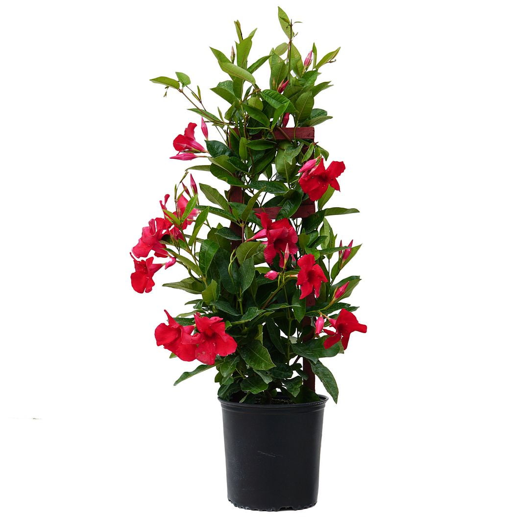 United Nursery Live Mandevilla Trellis Red Plant 28-30 inches Tall in 10 inch Grower Pot, Size: 3 gal