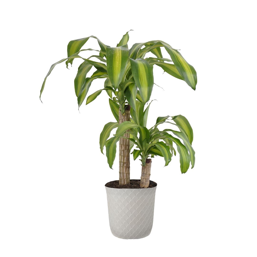 United Nursery Live Mass Cane Houseplant 24-28in Tall in 10 inch White Bayside Decor Pot