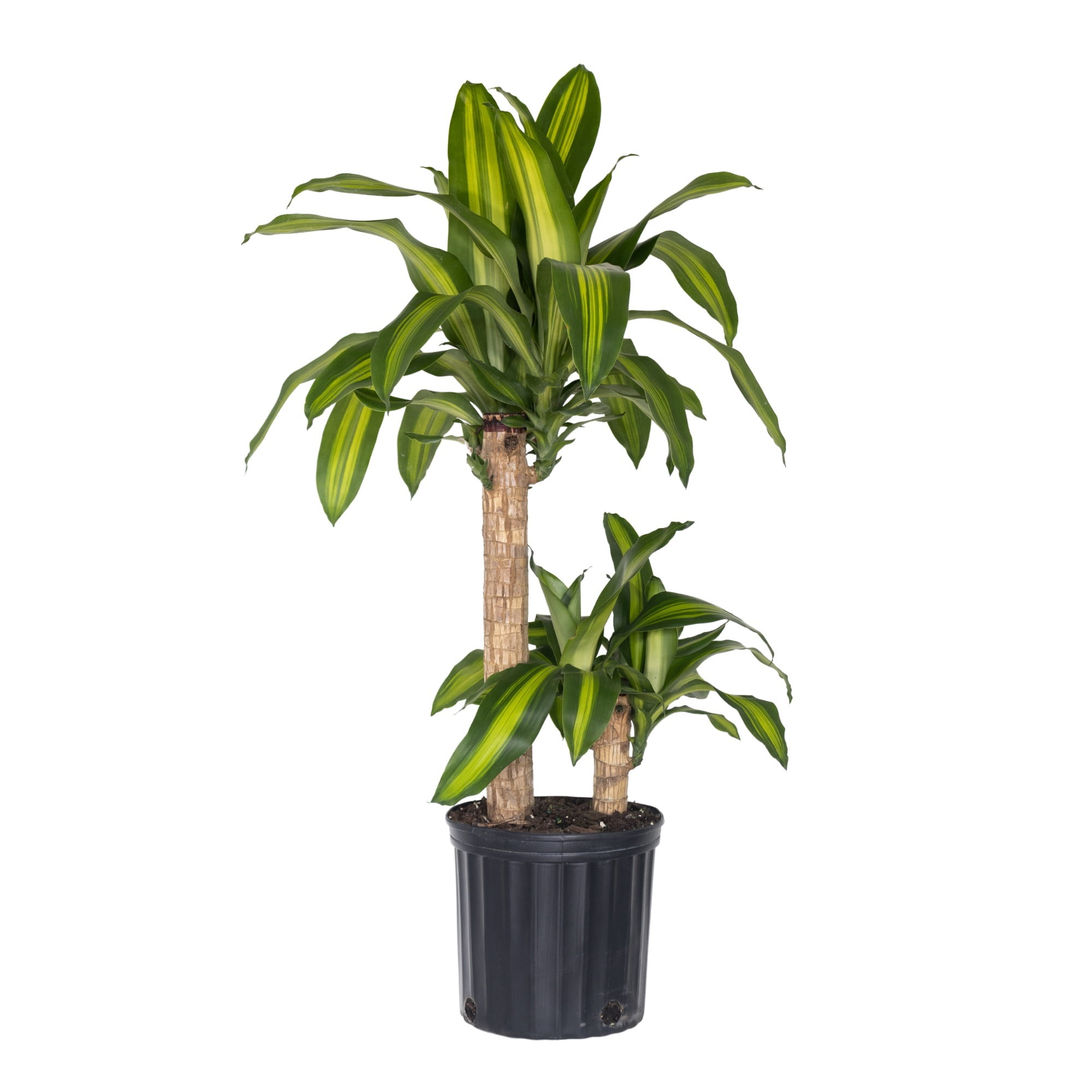 United Nursery Live Mass Cane Plant 2 Stems 28-34 inches Tall in 10 inch Grower Pot