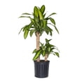 thumbnail image 1 of United Nursery Live Mass Cane Plant 2 Stems 28-34 inches Tall in 10 inch Grower Pot, 1 of 16