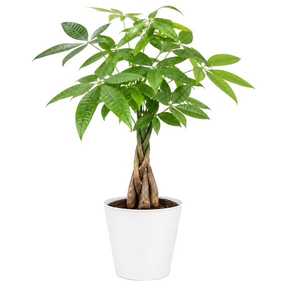 United Nursery Live Money Tree 14-18 inches Tall in 4-inch White Decorative Pot