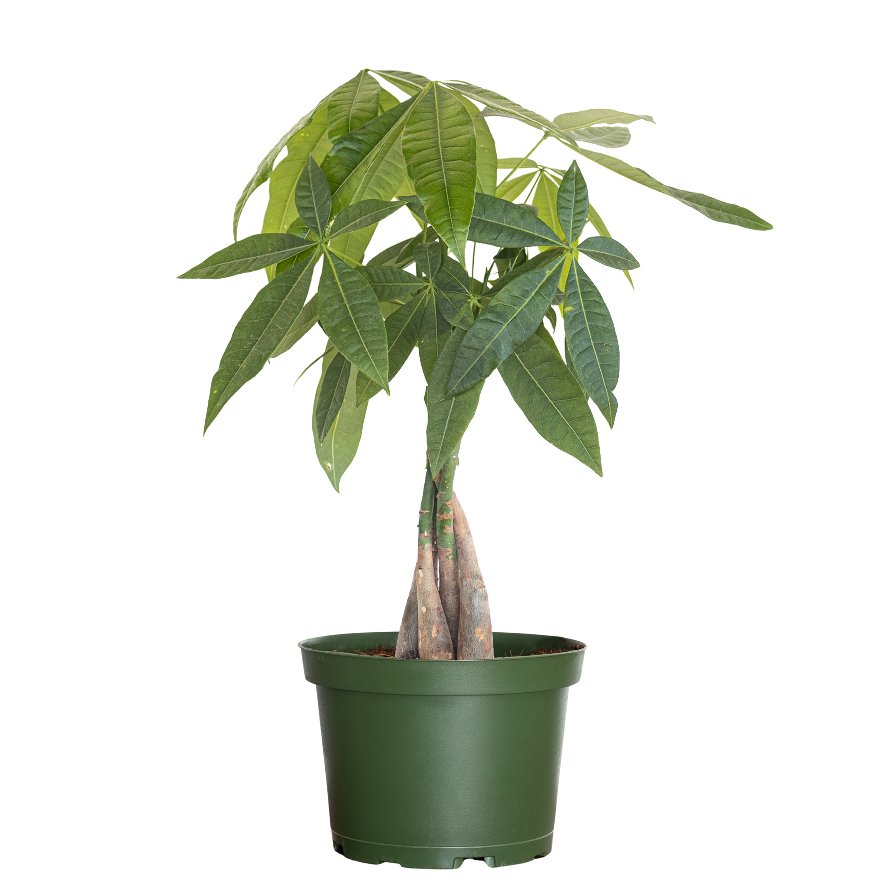 United Nursery Live Money Tree Green Leaf Tropical Indoor Plant 14-18in Tall in 6in Grower Pot