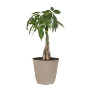 United Nursery Live Money Tree Houseplant 12-14in Tall in 6-inch Cream Bayside Decor Pot