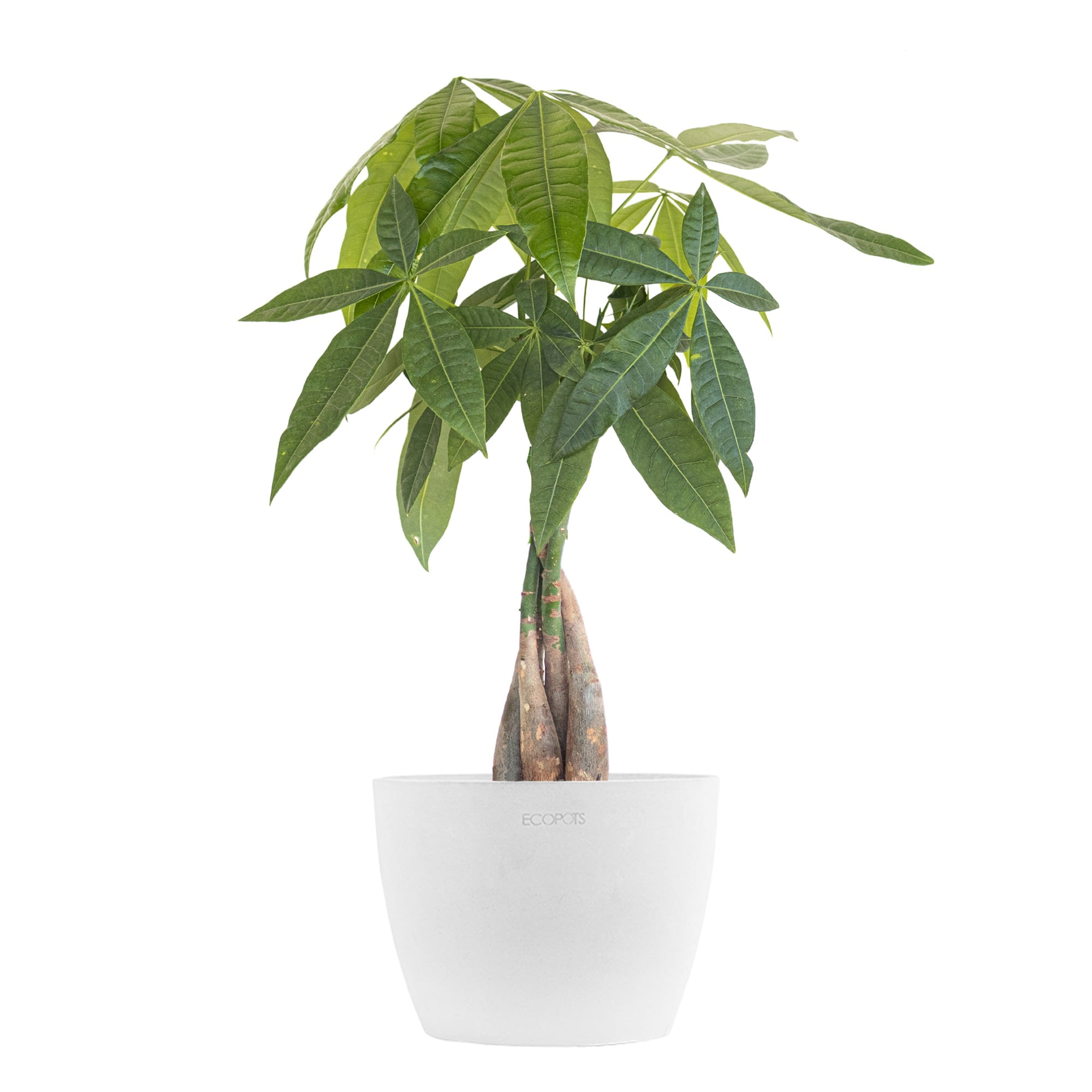 United Nursery Live Money Tree Houseplant 12-14in Tall in 6 inch Premium Ecopots Pure White