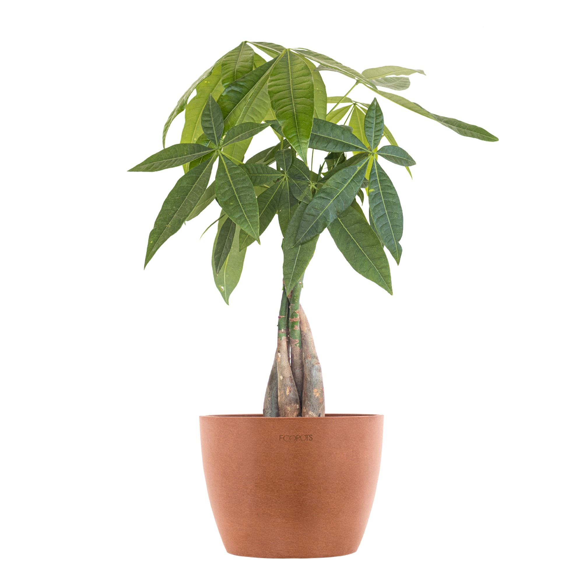 United Nursery Live Money Tree Houseplant 12-14in Tall in 6-inch Premium Ecopots Terracotta