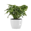 thumbnail image 1 of United Nursery Live Monstera Adansonii Houseplant 12-14in Tall in 6-inch Premium Ecopot Pure White, 1 of 8