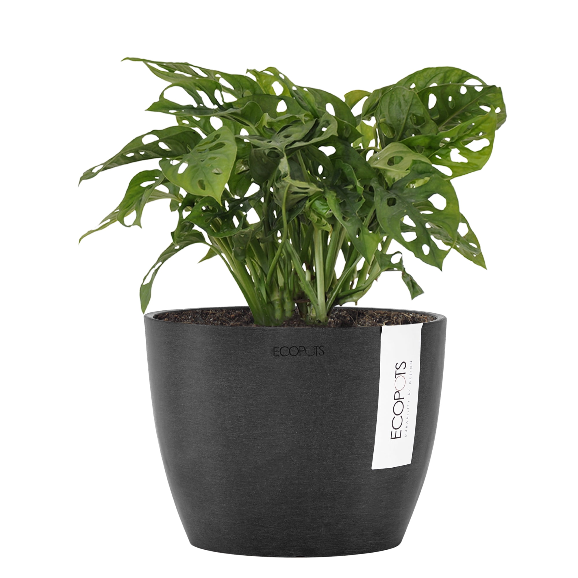 United Nursery Live Monstera Adansonii Houseplant 12-14in Tall in 6-inch Premium Ecopots Dark Gray