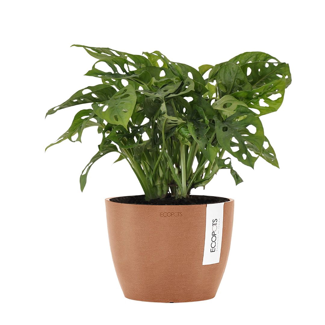 United Nursery Live Monstera Adansonii Houseplant 12-14in Tall in 6-inch Premium Ecopots Terracotta