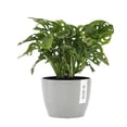 thumbnail image 1 of United Nursery Live Monstera Adansonii Houseplant 12-14in Tall in 6-inch Premium Ecopots White Gray, 1 of 8