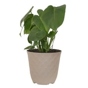 United Nursery Live Monstera Deliciosa Houseplant 12-14in Tall in 6-inch Cream Bayside Decor Pot