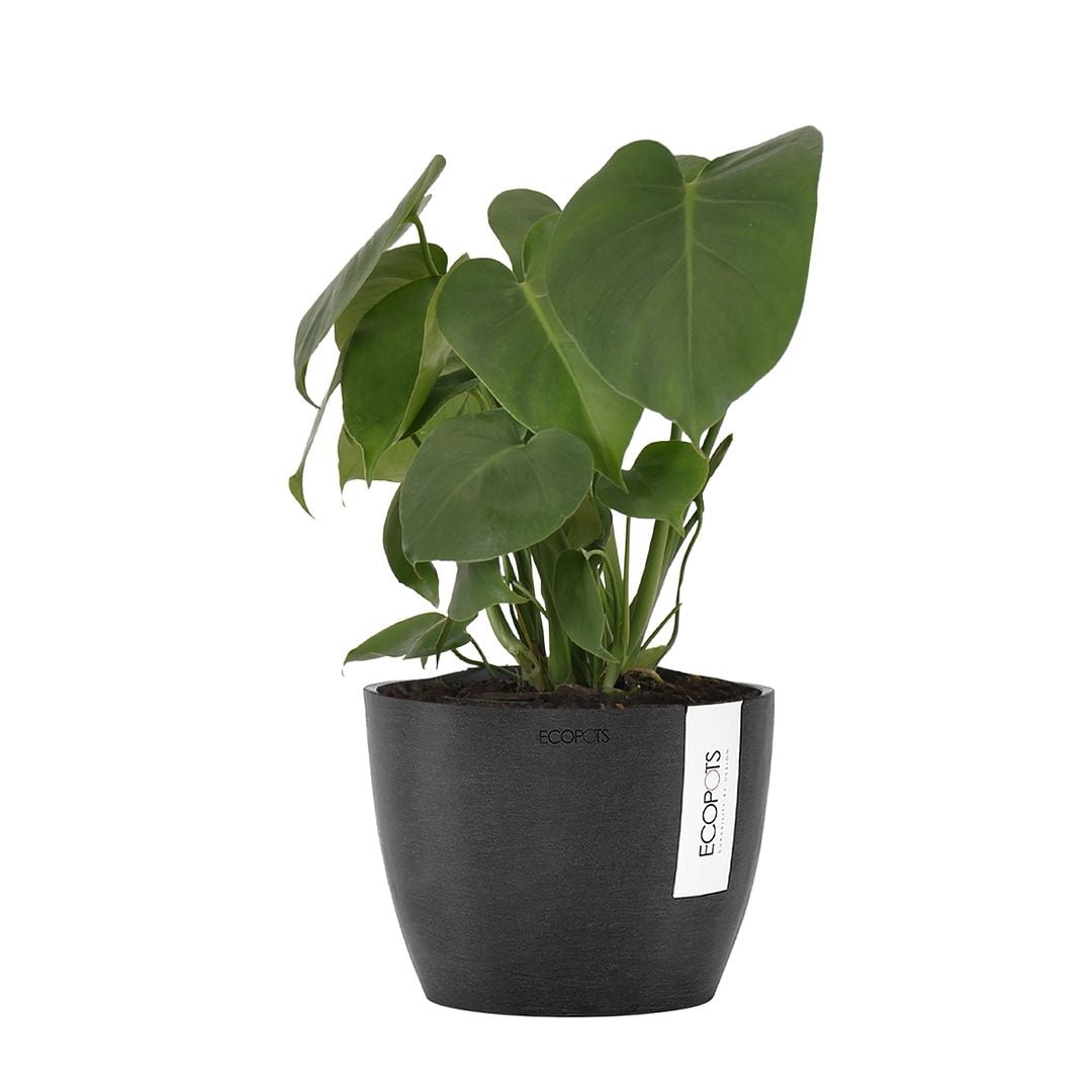 United Nursery Live Monstera Deliciosa Houseplant 12-14in Tall in 6-inch Premium Ecopots Dark Gray