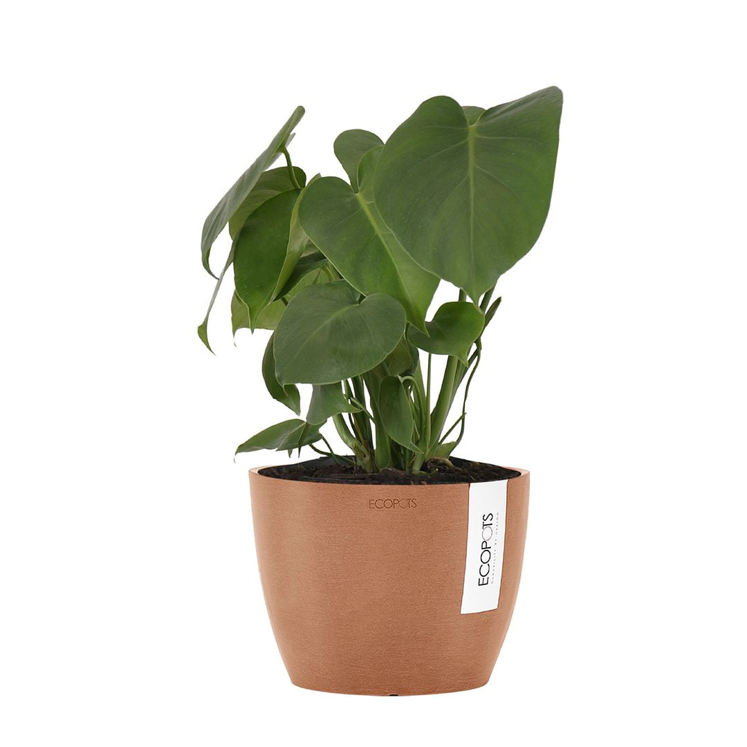 United Nursery Live Monstera Deliciosa Houseplant 12-14in Tall in 6-inch  Premium Ecopots Terracotta - Walmart.com