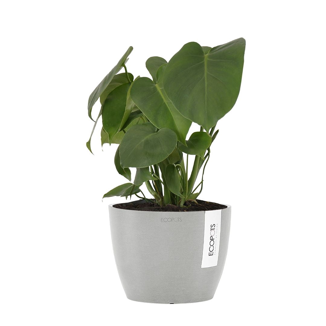 United Nursery Live Monstera Deliciosa Houseplant 12-14in Tall in 6-inch Premium Ecopots White Gray
