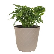 United Nursery Live Monstera Swiss Cheese Plant 12-14in Tall in 6 inch Cream Bayside Decor Pot