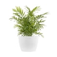 thumbnail image 1 of United Nursery Live Neanthebella Palm Houseplant 12-14in Tall in 6-inch Premium Ecopots Pure White, 1 of 6