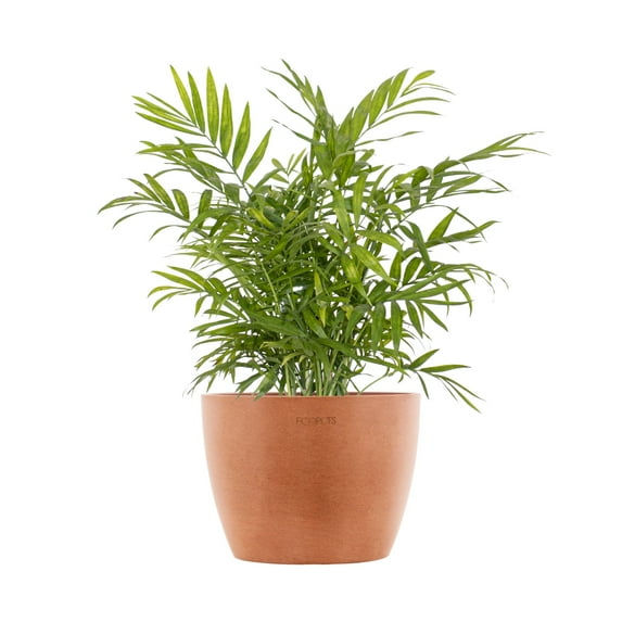 United Nursery Live Neanthebella Palm Houseplant 12-14in Tall in 6-inch Premium Ecopots Terracotta