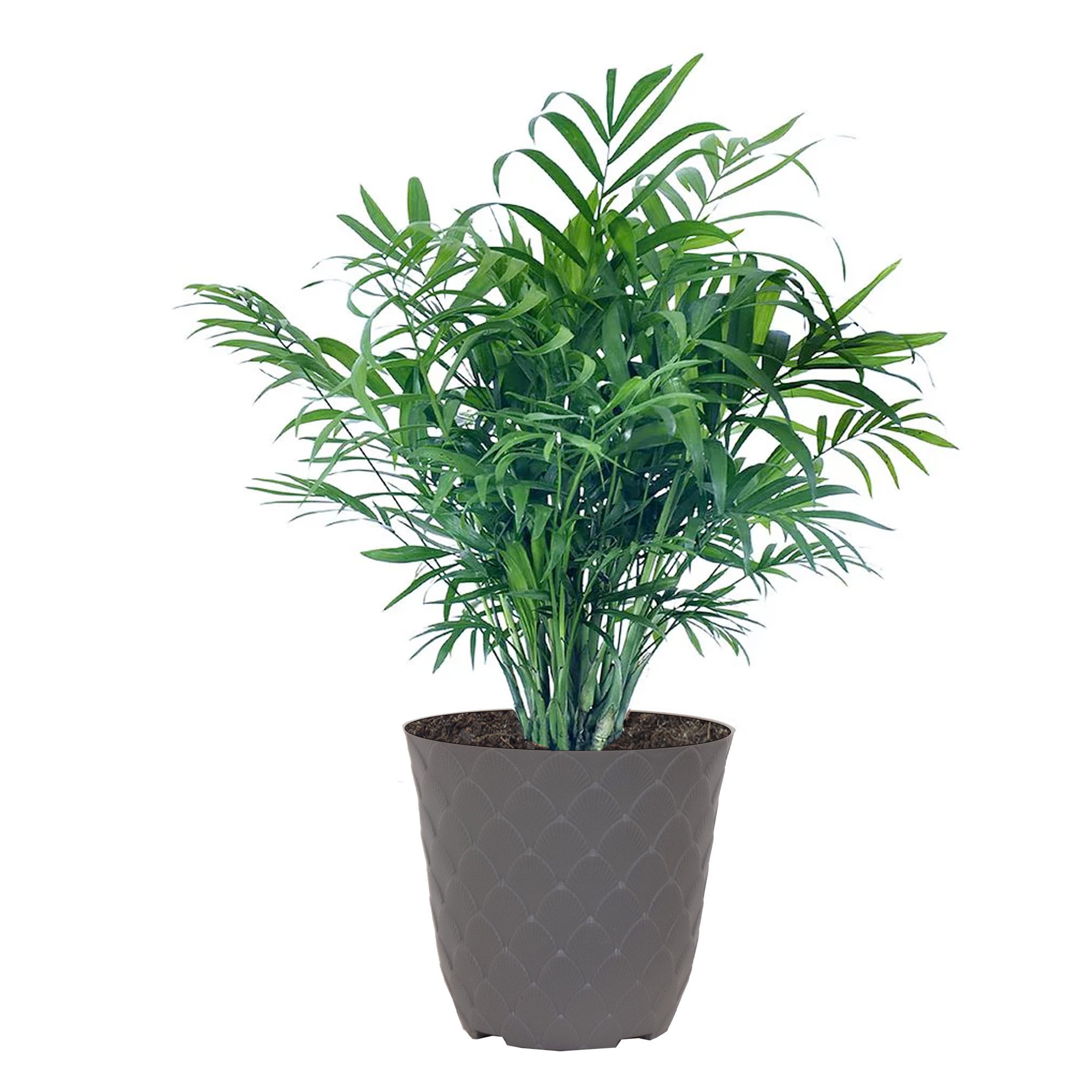 United Nursery Live Parlor Palm Potted Plant 1214in Tall in 6 inch