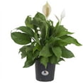 thumbnail image 1 of United Nursery Live Peace Lily Plant 20-24 inches Tall White Flower in 10 -inch Grower Pot, 1 of 8