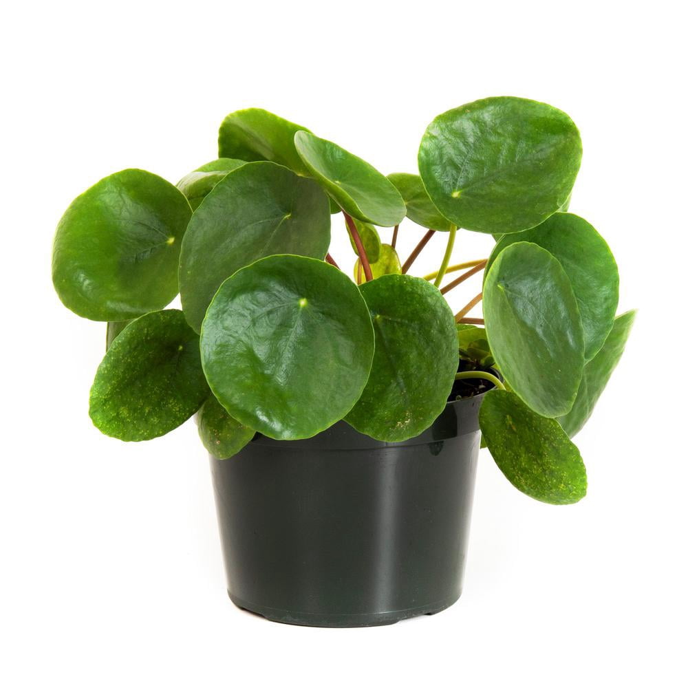 United Nursery Live Pilea Money Plant 8-10 Inches Tall in 6 Inch Grower Pot