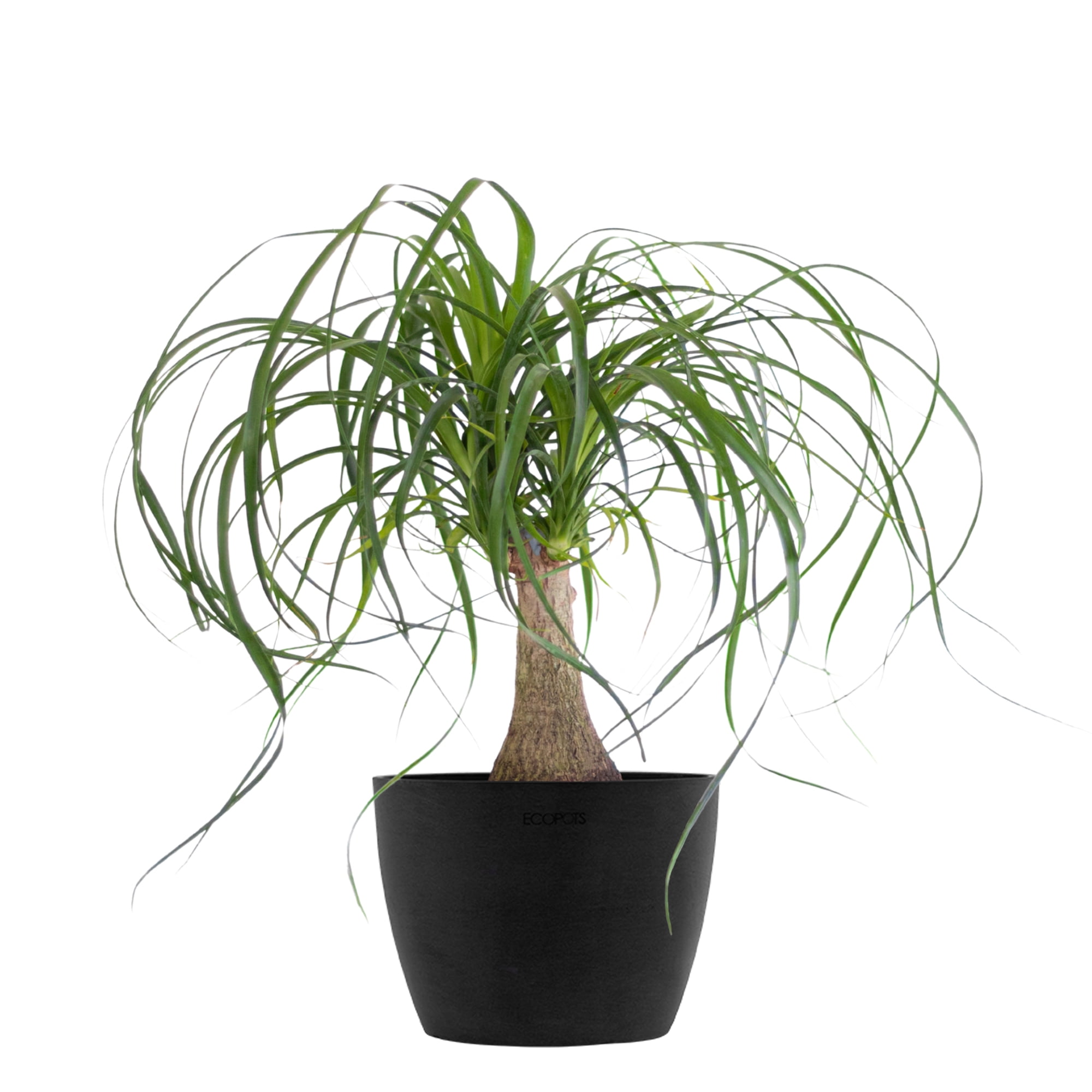 United Nursery Live Ponytail Palm Houseplant 12-14in Tall in 6-inch Premium Ecopots Dark Gray