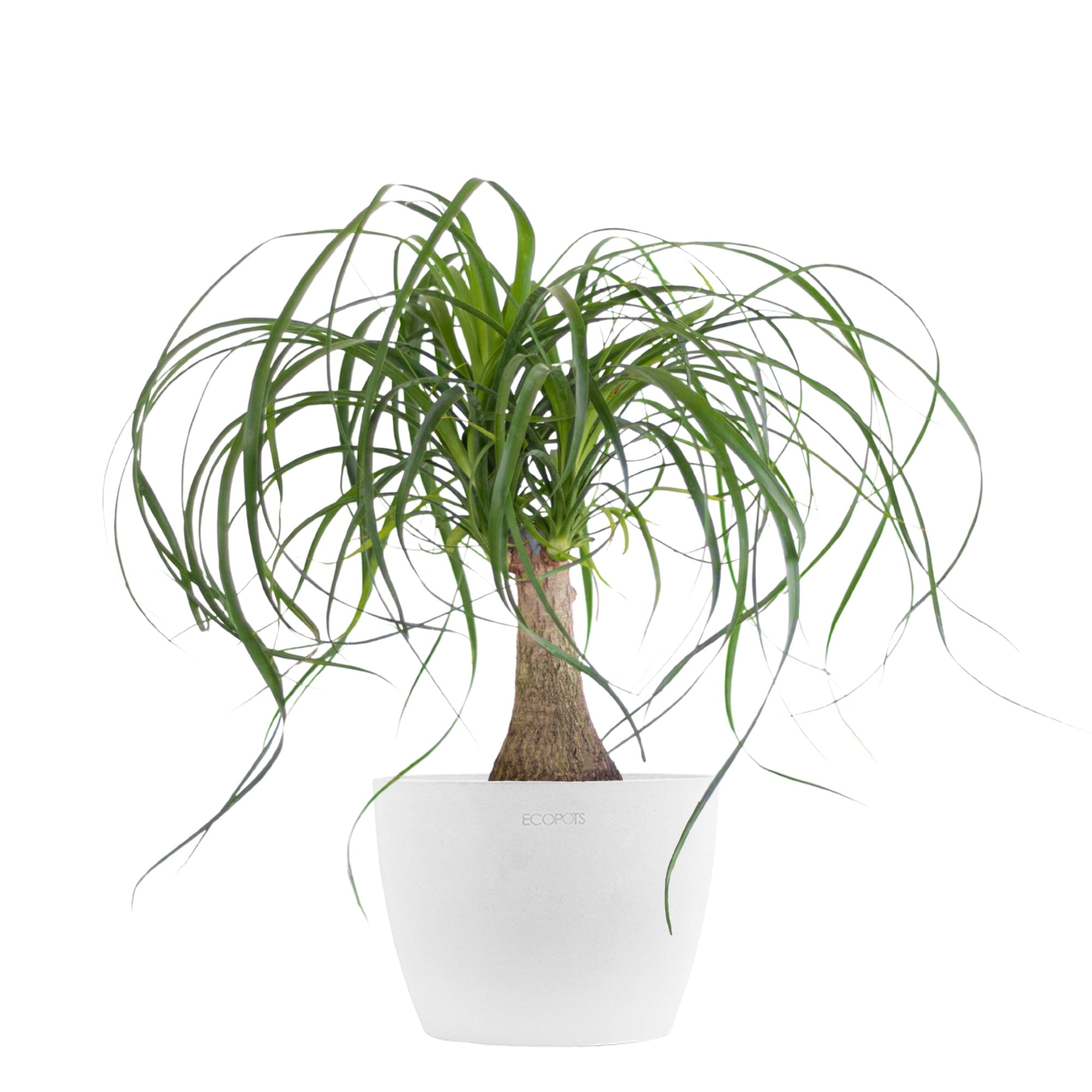 United Nursery Live Ponytail Palm Houseplant 12-14in Tall in 6 inch Premium Ecopots Pure White