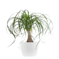 thumbnail image 1 of United Nursery Live Ponytail Palm Houseplant 12-14in Tall in 6 inch Premium Ecopots Pure White, 1 of 8