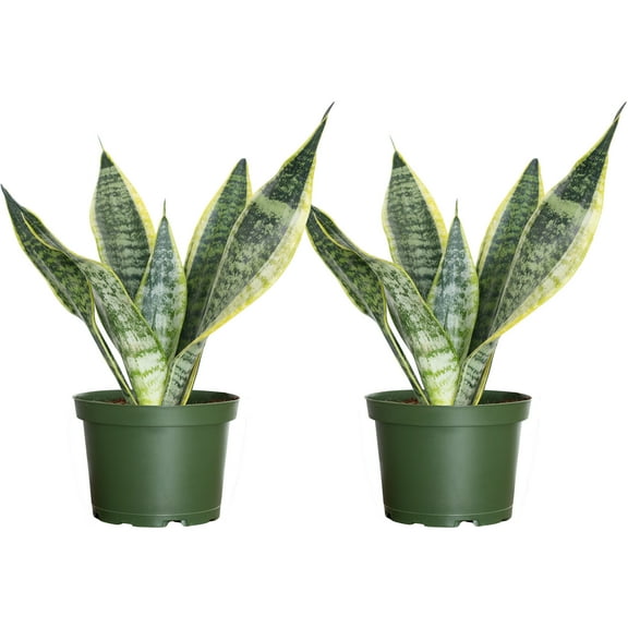 United Nursery Live Sansevieria Laurentii Indoor Houseplant 2 Pack 14-16 inches Tall in 6-inch Grower Pot