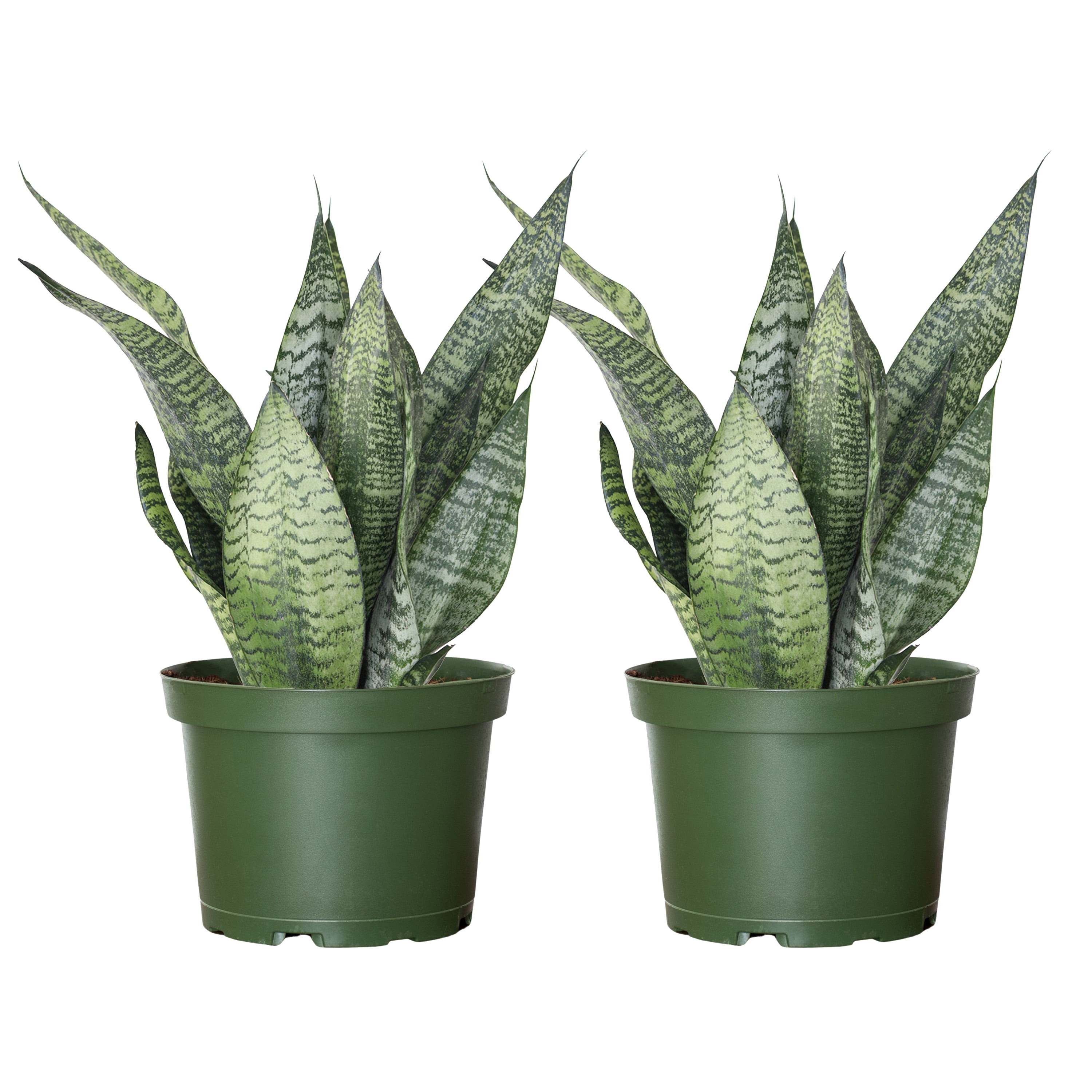 United Nursery Live Sansevieria Zeylanica Indoor Houseplant 2-Pack 14-16-inches Tall 6in. Grower Pot