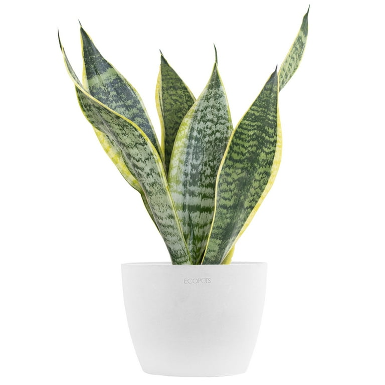 Sansevieria Trifasciata Laurentii Snake Plant Live Indoor Outdoor House Plant Ships in 6 Inch Grower Pot at 14-19 Inches Tall Sansevieria Trifasciata Laurentii Snake Plant Live Indoor Outdoor House Plant Ships in 6 Inch Grower Pot at 14-19 Inches Tall