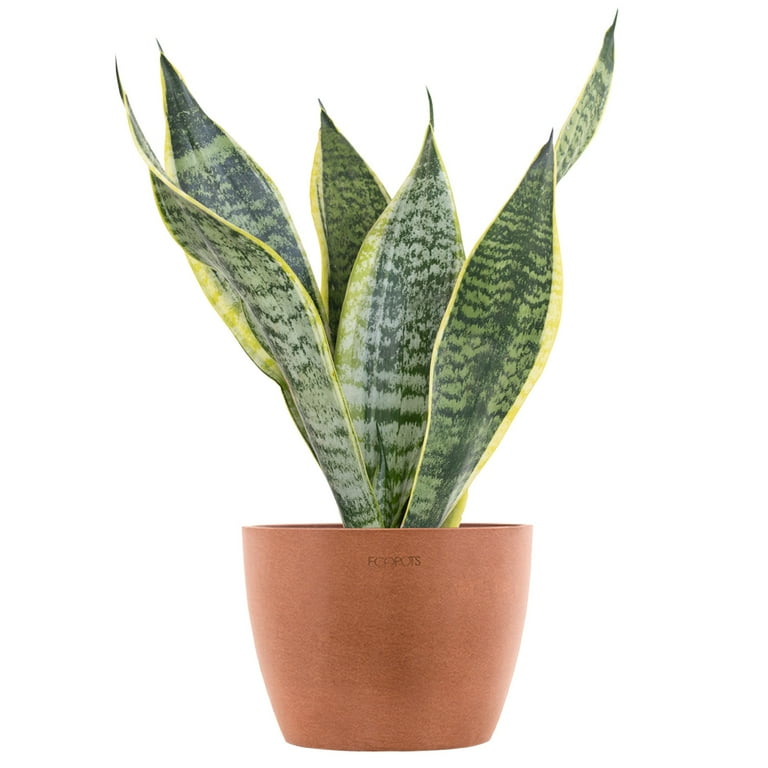 Sansevieria Trifasciata Laurentii Snake Plant Live Indoor Outdoor House Plant Ships in 6 Inch Grower Pot at 14-19 Inches Tall Sansevieria Trifasciata Laurentii Snake Plant Live Indoor Outdoor House Plant Ships in 6 Inch Grower Pot at 14-19 Inches Tall